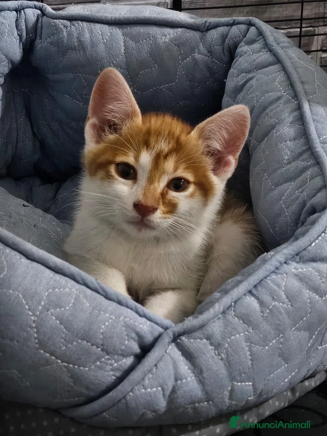 Altre razze gatti in regalo: ROMEO CERCA CASA 🏡 - Annuncio 1