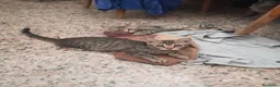 Altre razze gatti in regalo: Abbiamo nove cuccioli tigrati a Provincia di Macerata - Annuncio 4