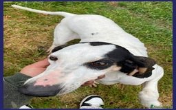 Segugio cani in regalo: MOIRA dolcissima segugia - Immagine 4