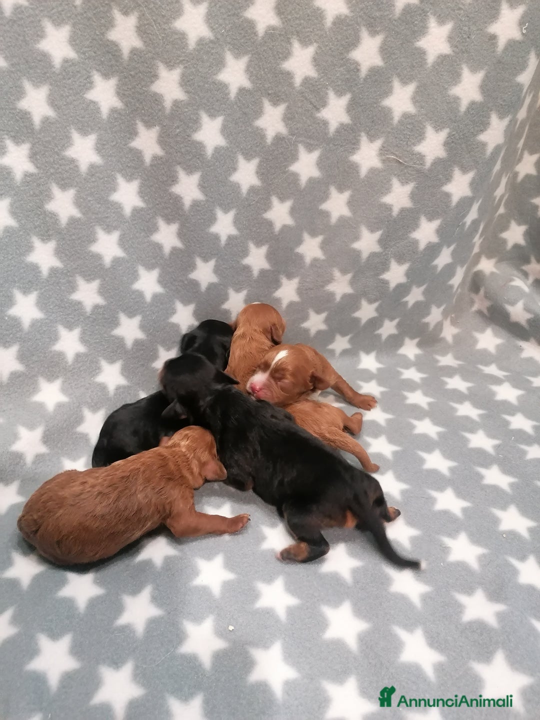 Meticcio cani in vendita: Cavapoo cuccioli - Annuncio 3