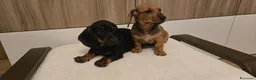 Bassotto cani in vendita: BASSOTTINI MASCHI  - Annuncio 5