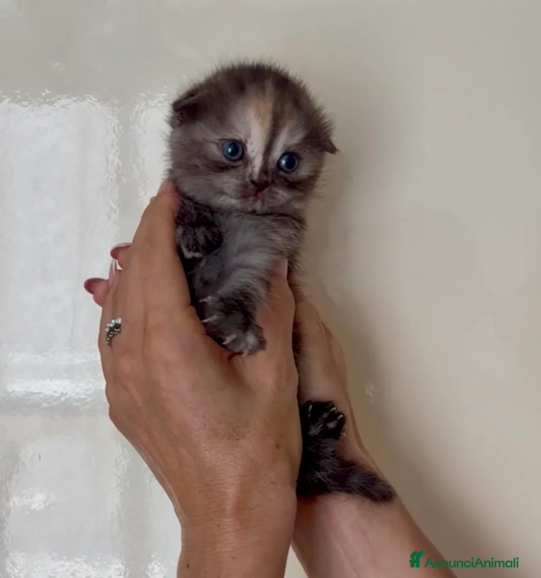 Scottish gatti in vendita: Scottish fold - Annuncio 21