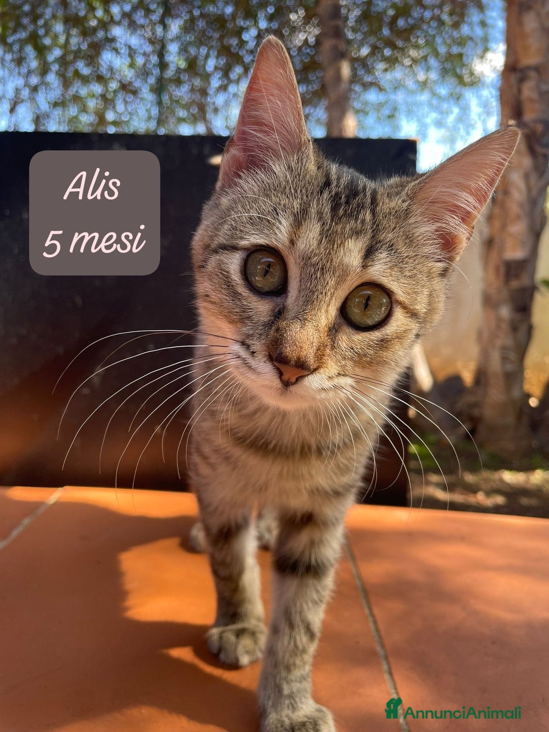 Altre razze gatti in regalo: S.o.s. gattini da salvare  - Annuncio 7