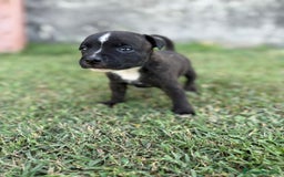 Staffordshire cani in vendita: Stafford cucciolata selezionata a Province of Bergamo - Immagine 6