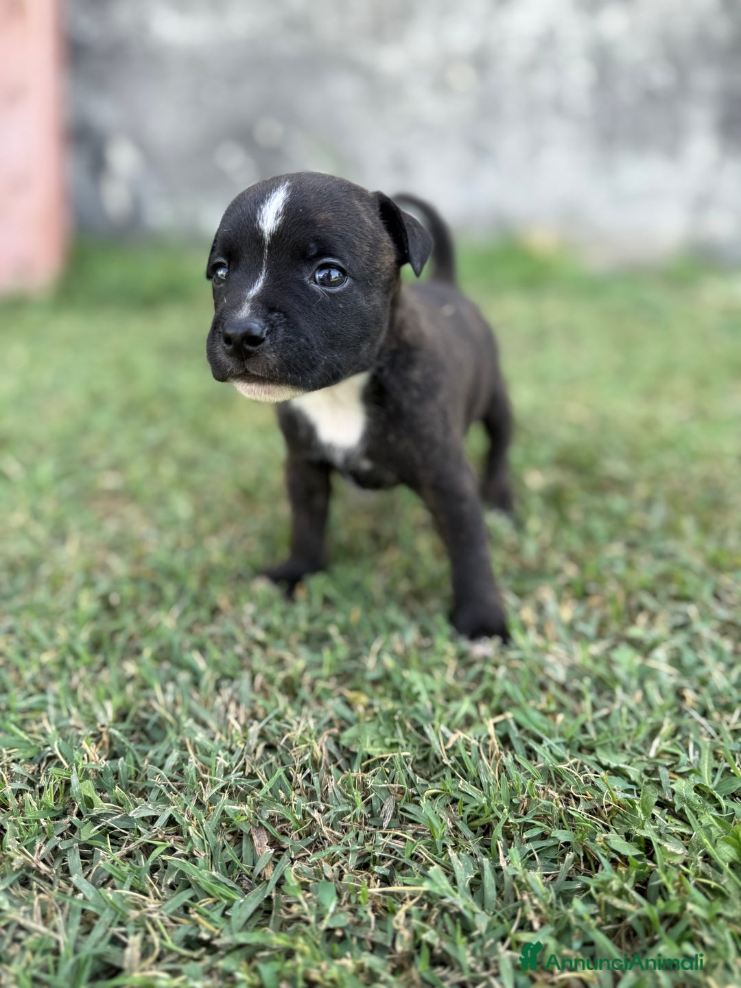 Staffordshire cani in vendita: Stafford cucciolata selezionata a Province of Bergamo - Immagine 6