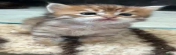 Siberiano gatti in vendita: Cuccioli Siberiano - Annuncio 15