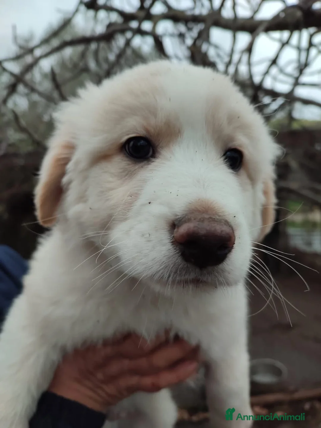 Pastore Maremmano cani in regalo: Eros dolce cucciolo aspetta una famiglia tutta sua - Annuncio 2