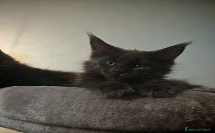 Maine Coon gatti a Provincia di Massa e Carrara - Annuncio 3