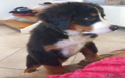 Bovaro del Bernese cani in vendita: Cuccioli di bovaro del bernese a Provincia della Spezia - Immagine 2