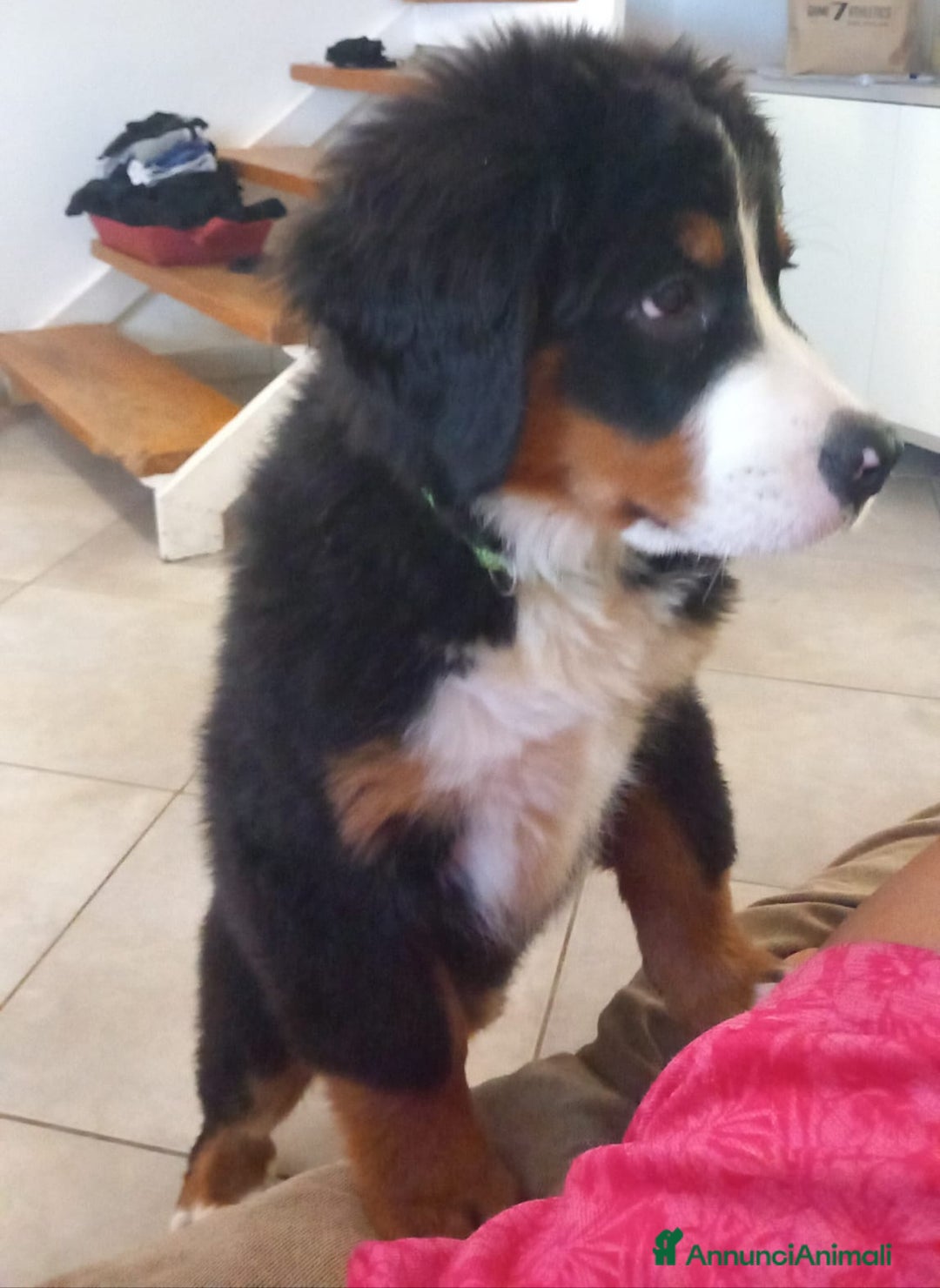 Bovaro del Bernese cani in vendita: Cuccioli di bovaro del bernese a Provincia della Spezia - Immagine 2