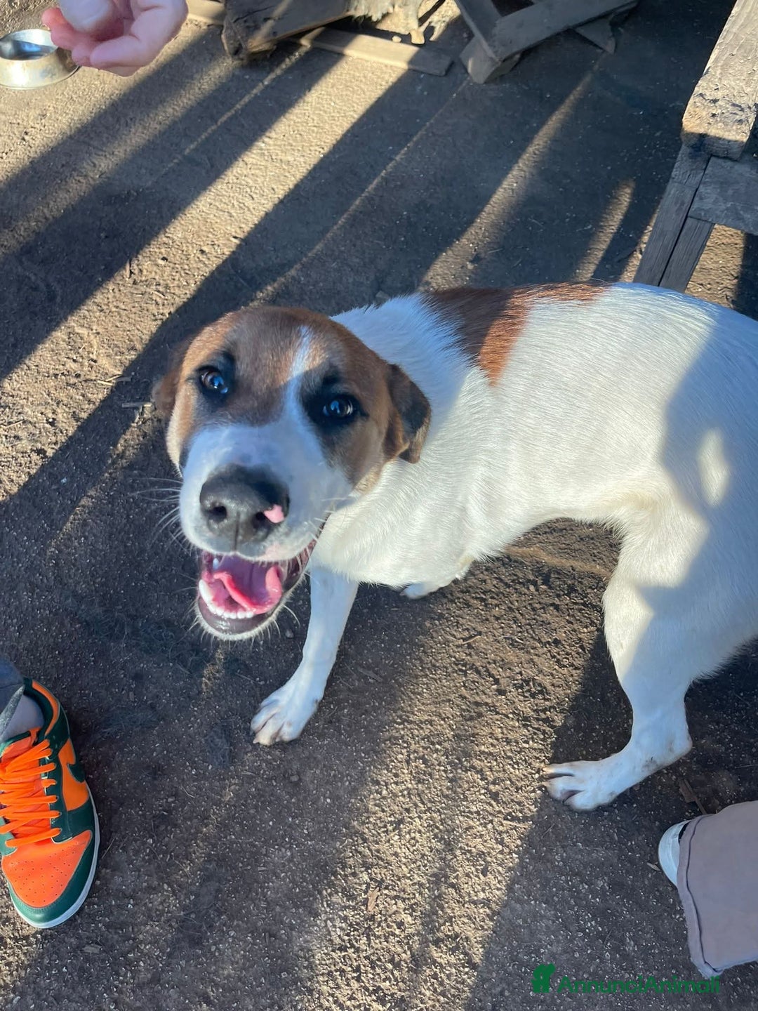 Meticcio cani in regalo: 6 mesi, cagnolino dolce e affettuoso  - Annuncio 6