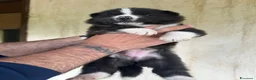 Akita Inu cani in vendita: Akita inu cuccioli  - Annuncio 4