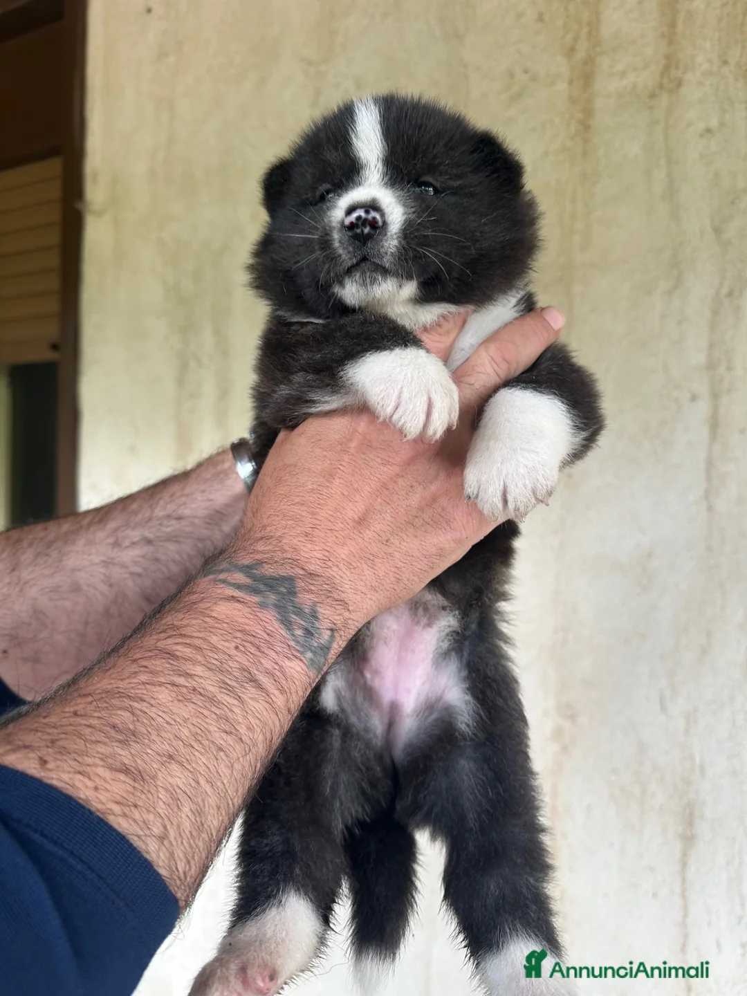 Akita Inu cani in vendita: Akita inu cuccioli  - Annuncio 4