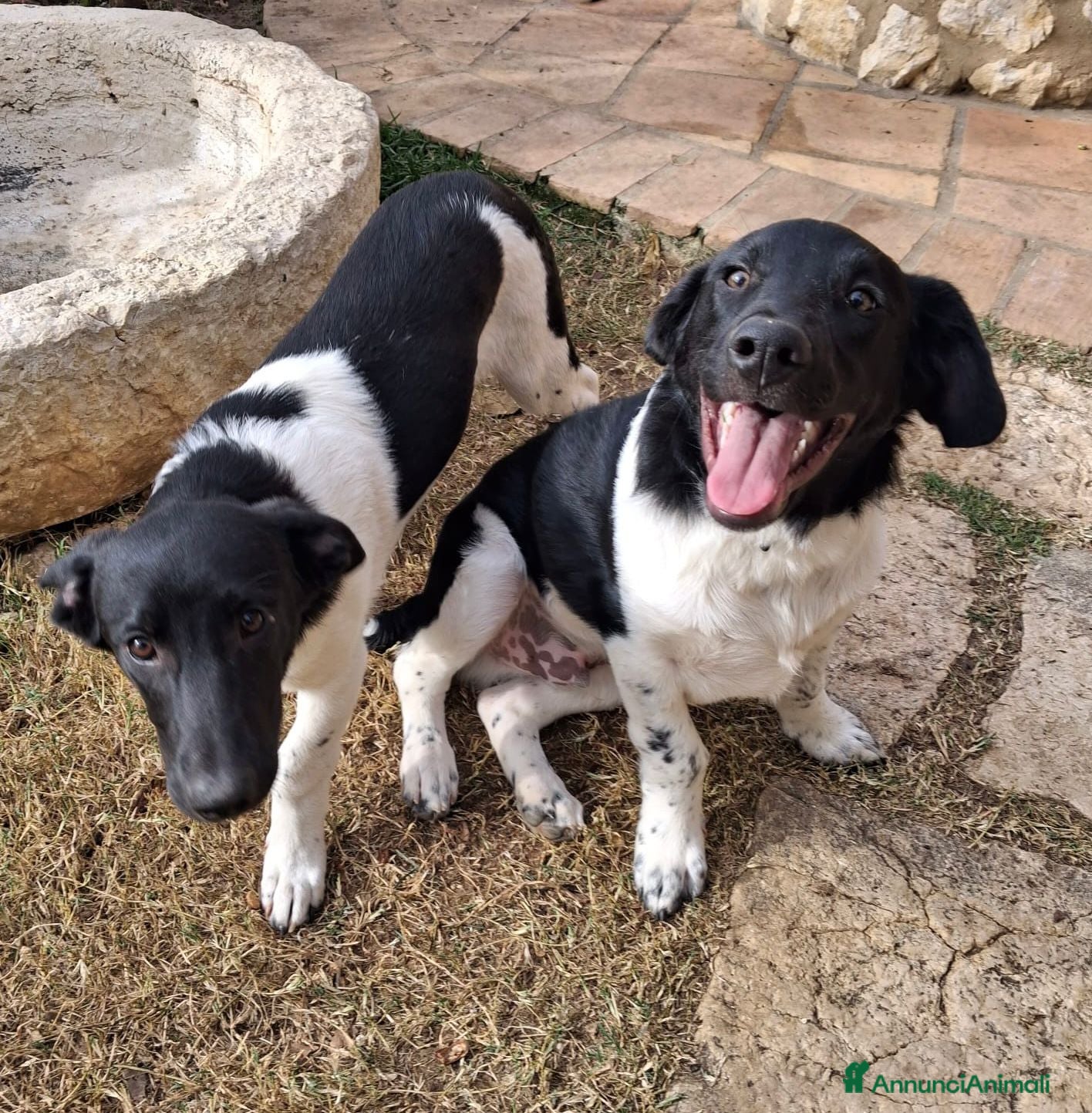 Meticcio cani CHI ADOTTA QUESTI FRATELLINI? - Annuncio 11