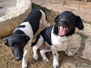 Meticcio cani CHI ADOTTA QUESTI FRATELLINI? - Annuncio 6