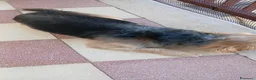 Meticcio cani in regalo: Razza Monkie a Provincia di Chieti - Annuncio 3