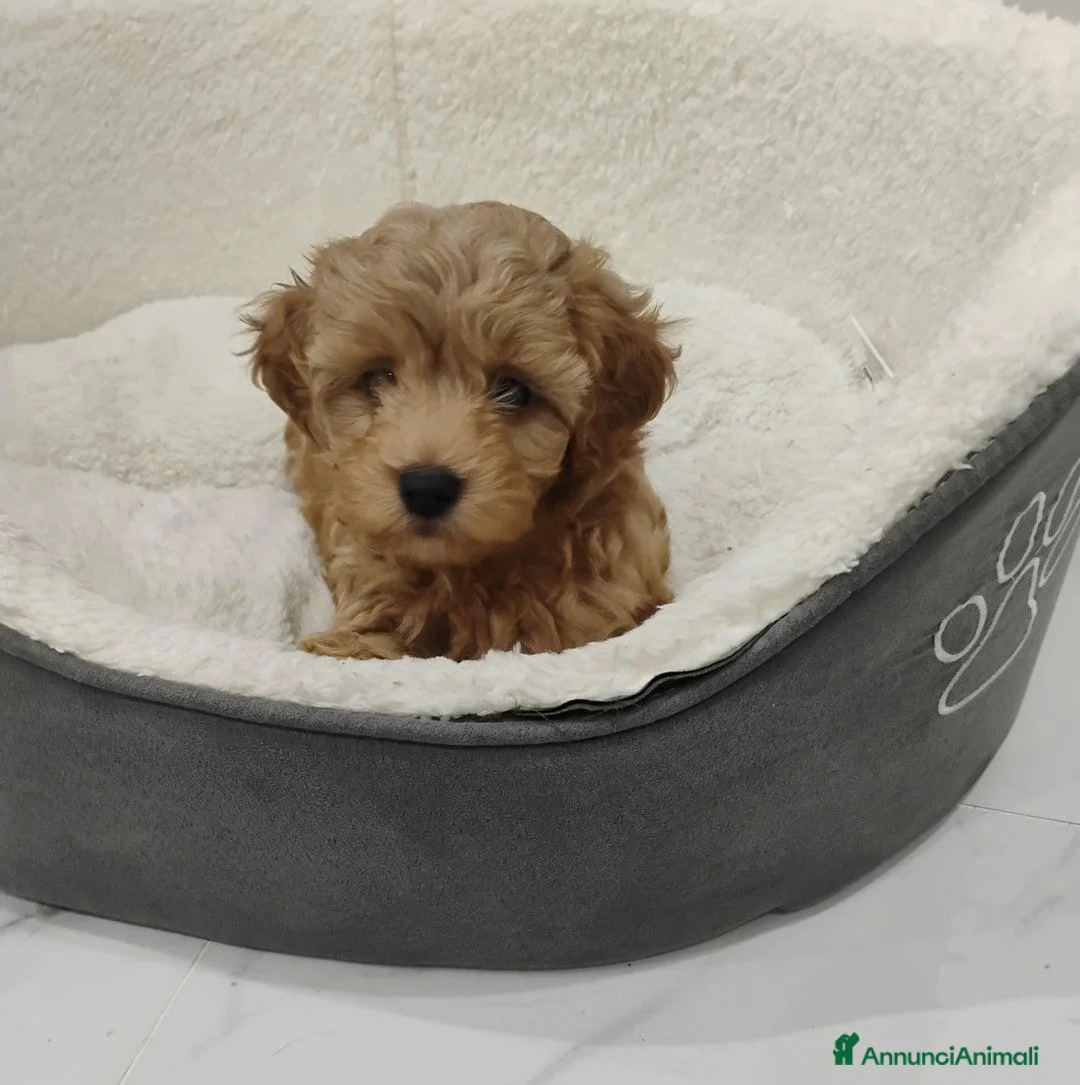 Meticcio cani in vendita: Cucciolata di 4 maschietti di Maltipoo - Annuncio 10