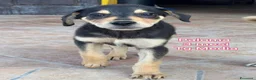 Meticcio cani in regalo: CUCCIOLI, URGENTE: TEMPO SCADUTO  a Provincia di Arezzo - Annuncio 4