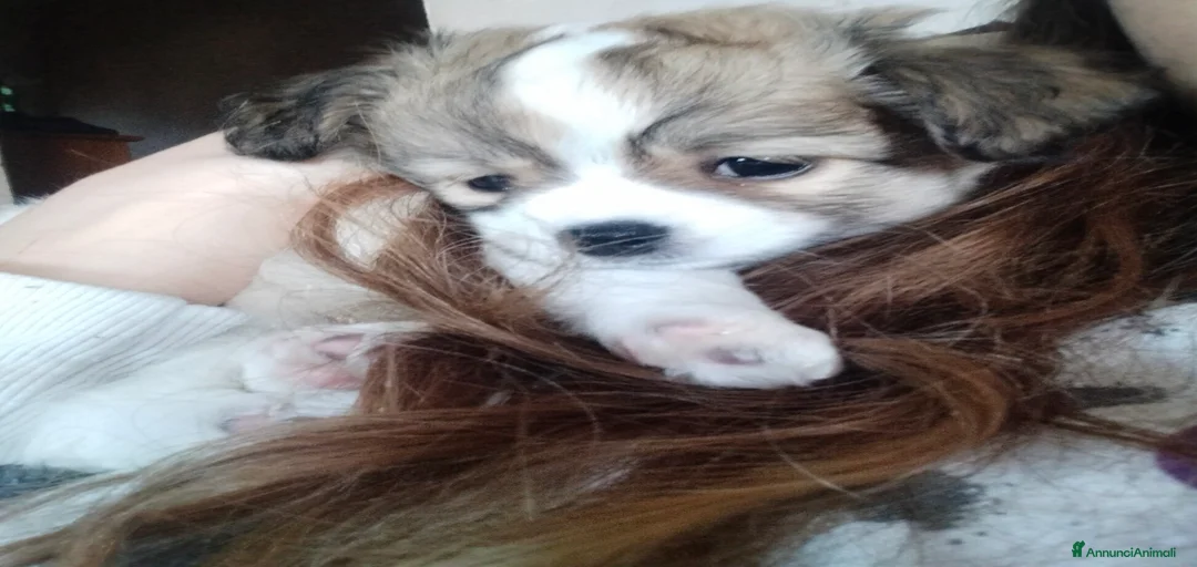 Immagine della galleria {{count}}