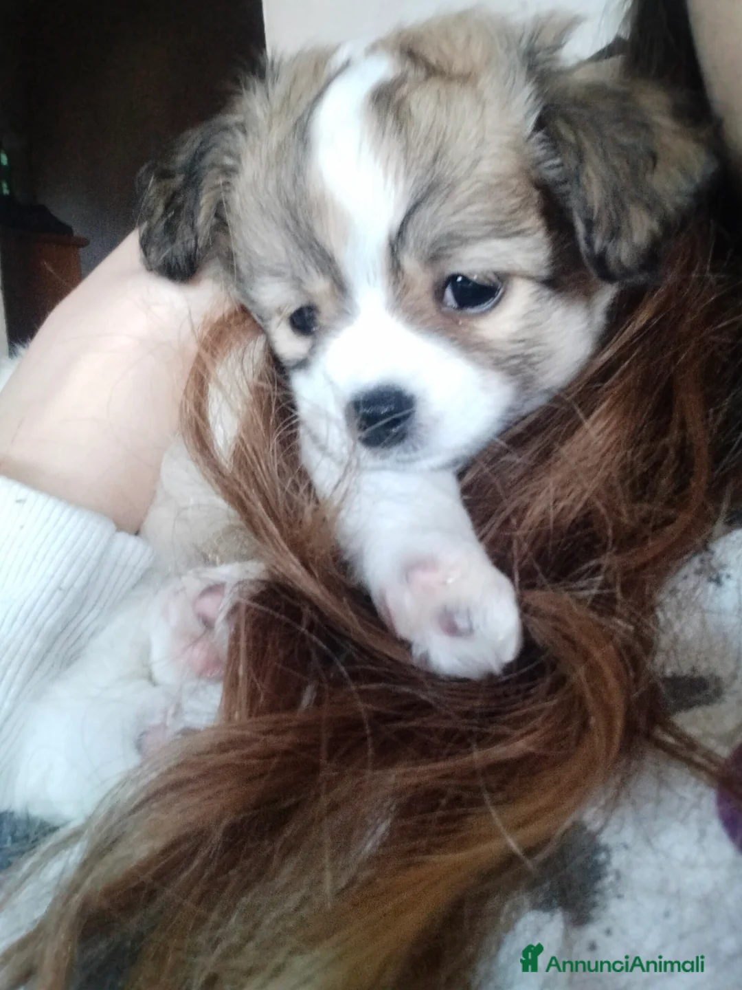 Immagine della galleria {{count}}