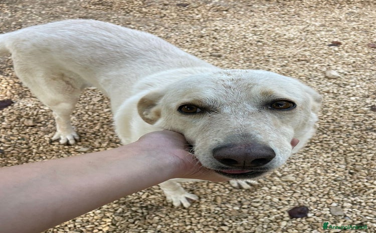 Meticcio cani - Annuncio 15