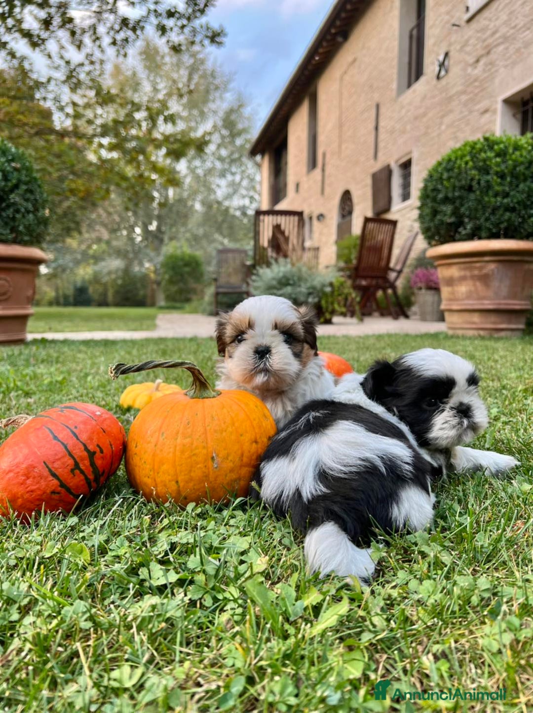 Shih Tzu cani in vendita: SHIHTZU CUCCIOLI - Annuncio 2