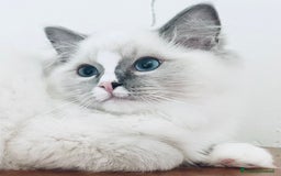 Ragdoll gatti in vendita: Gattino Ragdoll pura razza pedigree qualità show a Provincia di Parma - Immagine 1
