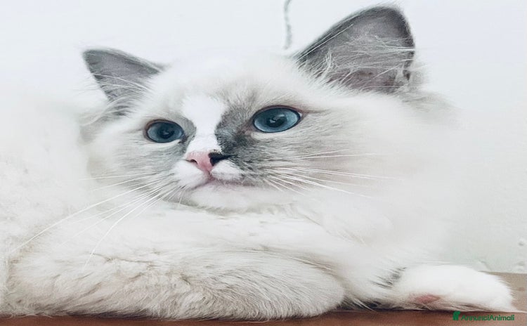 Ragdoll gatti a Provincia di Parma - Annuncio 7