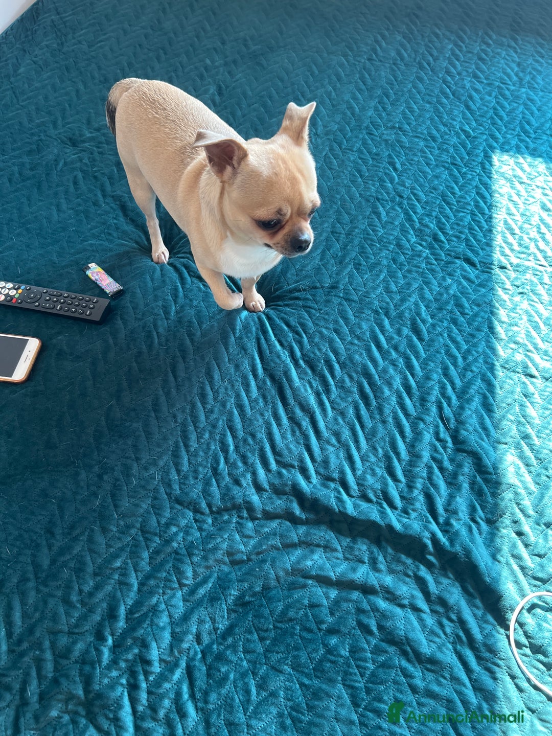 Chihuahua cani in regalo: Chihuahua - Annuncio 2