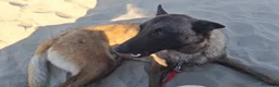 Pastore Belga cani in regalo: Lello Pastore Malinois ottimo carattere - Annuncio 4