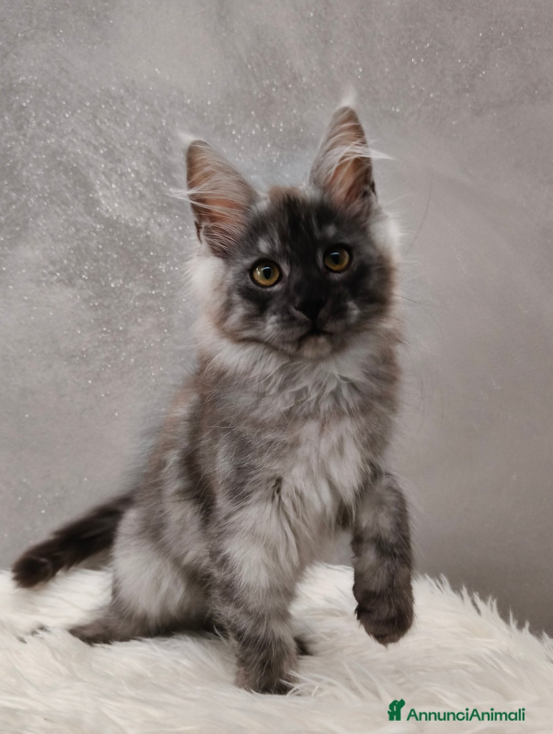 Maine Coon gatti in vendita: Cucciola Maine Coon Black Smoke  - Annuncio 3