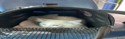 Ragdoll gatti in vendita: Gatto ragdoll di 3 messi - Annuncio 4