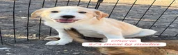 Meticcio cani in regalo: Cuccioli invisibili da salvare  a Provincia di Pistoia - Annuncio 5