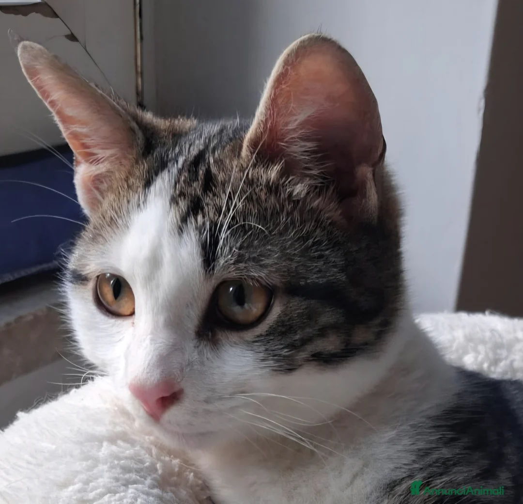 Europeo gatti in regalo: So' Paoletto...er più fighetto - Annuncio 2