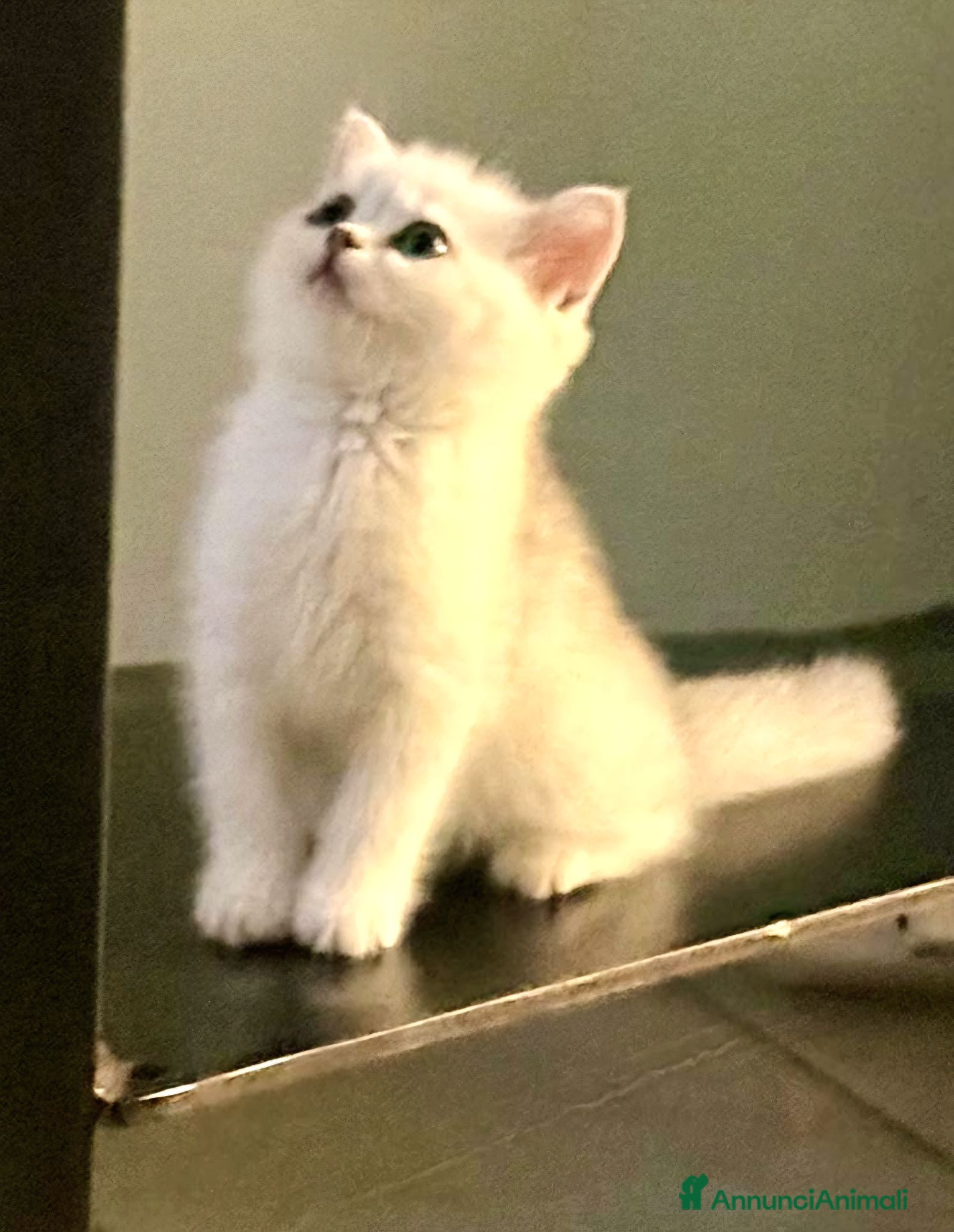 British gatti British shorthair e longhair  - Annuncio 10