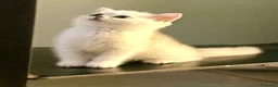 British gatti in vendita: British shorthair e longhair  - Annuncio 1