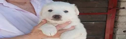 Meticcio cani in regalo: SONNY HA BISOGNO DI UNA CASA E TANTO AMORE - Annuncio 3