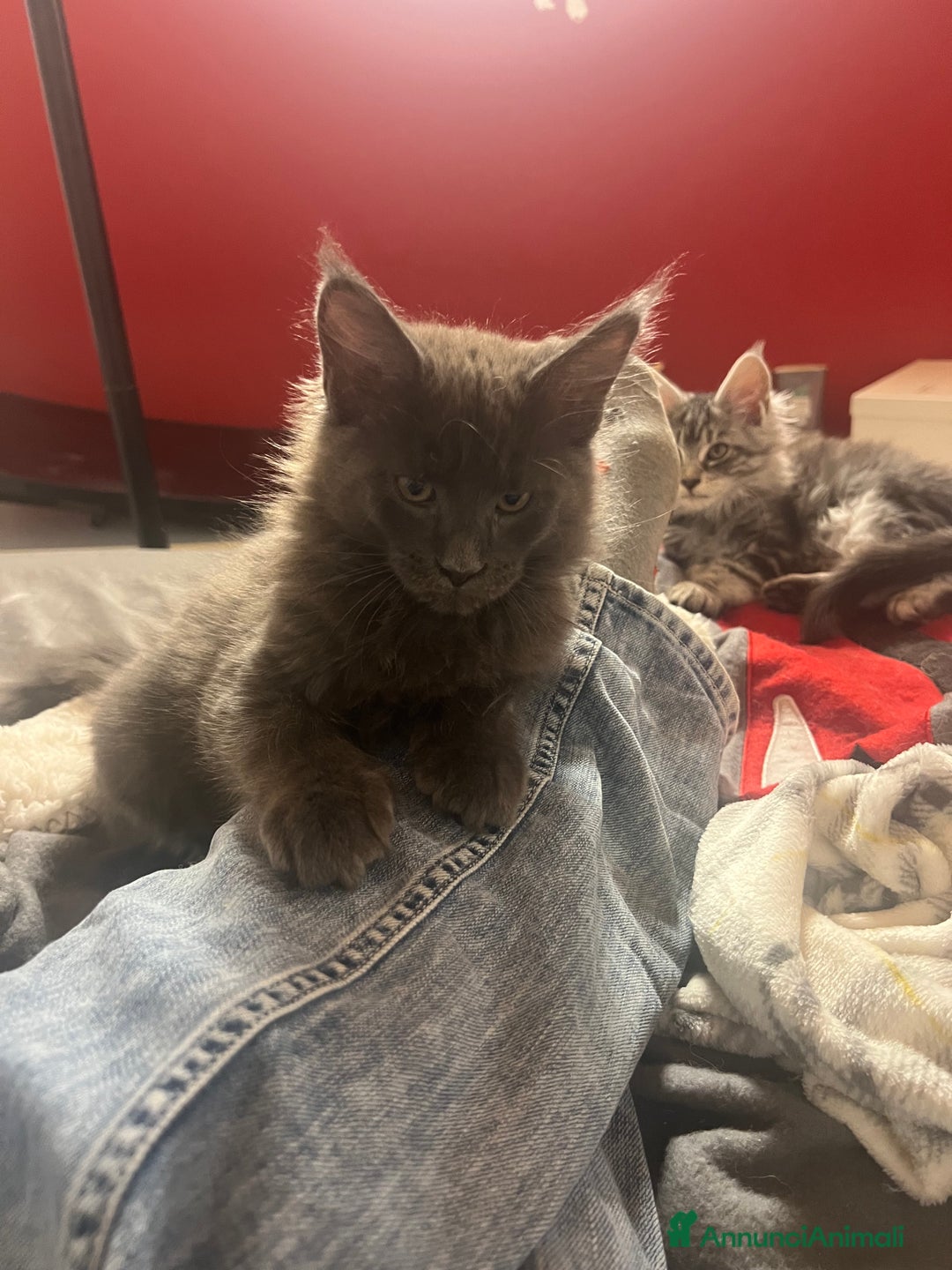 Maine Coon gatti in vendita: vendo 3 MAINE COON DI CUCCIOLATA DI 8 - Annuncio 4