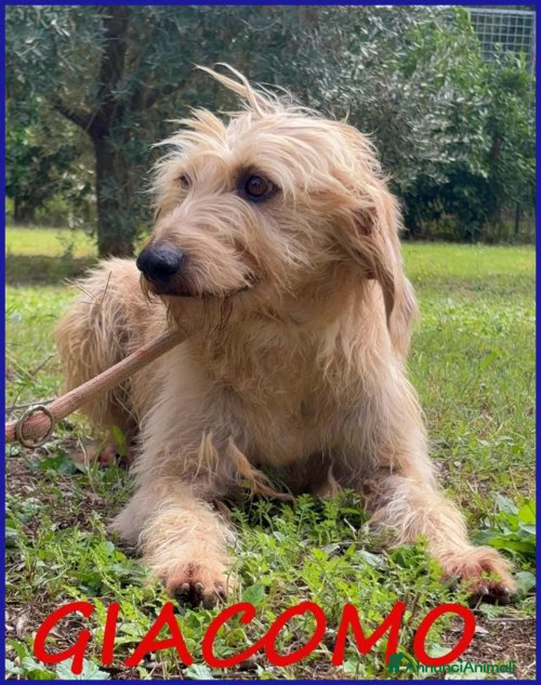Meticcio cani in regalo: GIACOMO è pronto per una famiglia a Città Metropolitana di Bologna - Annuncio 1