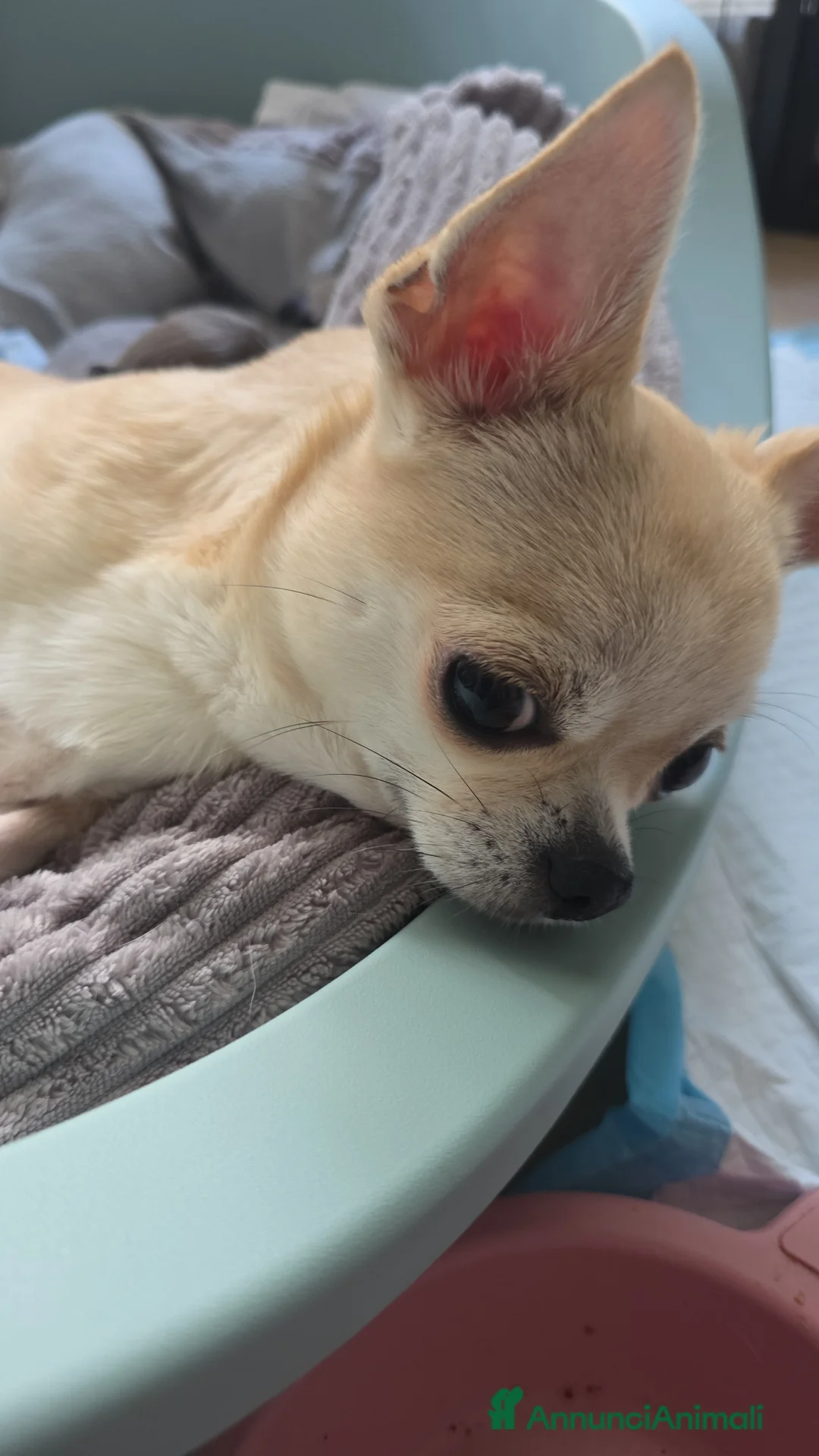 Chihuahua cani in vendita: Teneri chihuahua - Annuncio 4