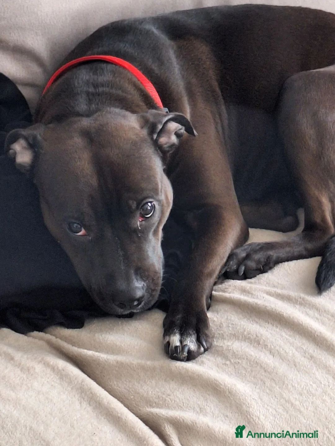 Meticcio cani in regalo: Regalo  a Provincia di Brescia - Annuncio 2