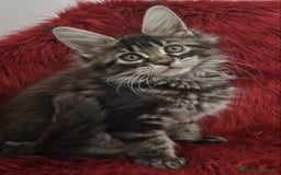 Maine Coon gatti in vendita: Cuccioli maine coon - Immagine 1