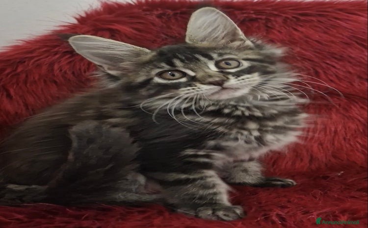 Maine Coon gatti - Annuncio 12