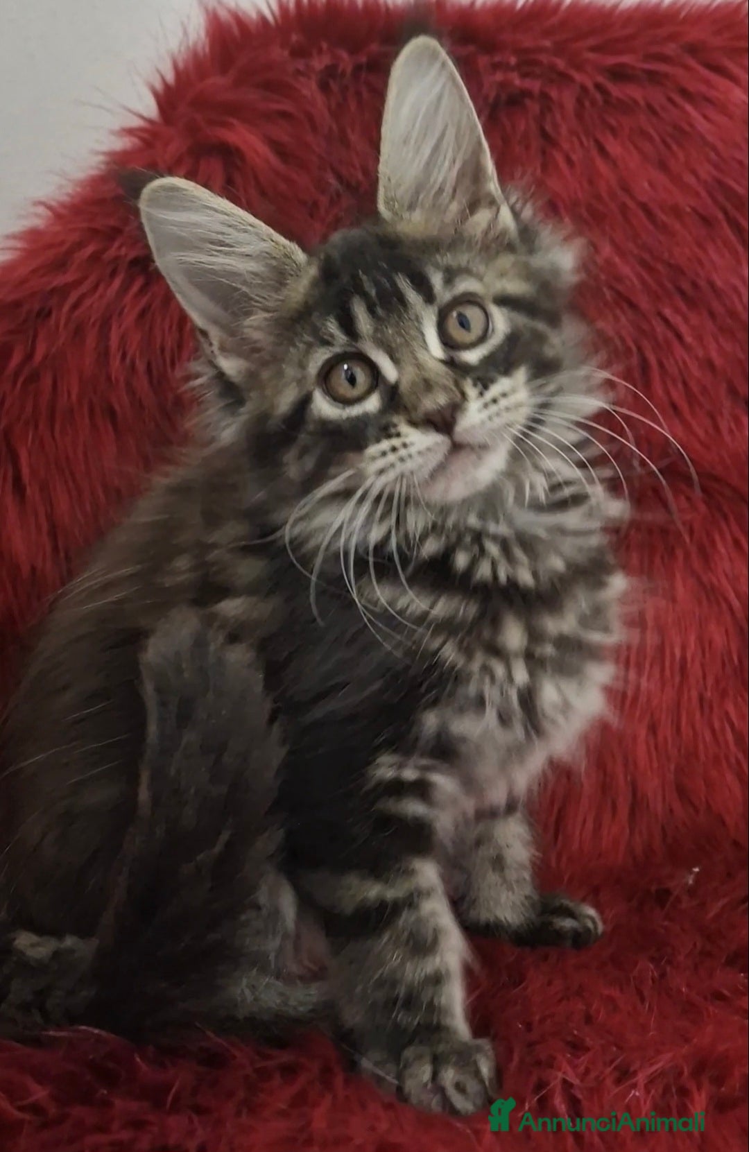 Maine Coon gatti in vendita: Cuccioli maine coon - Immagine 1