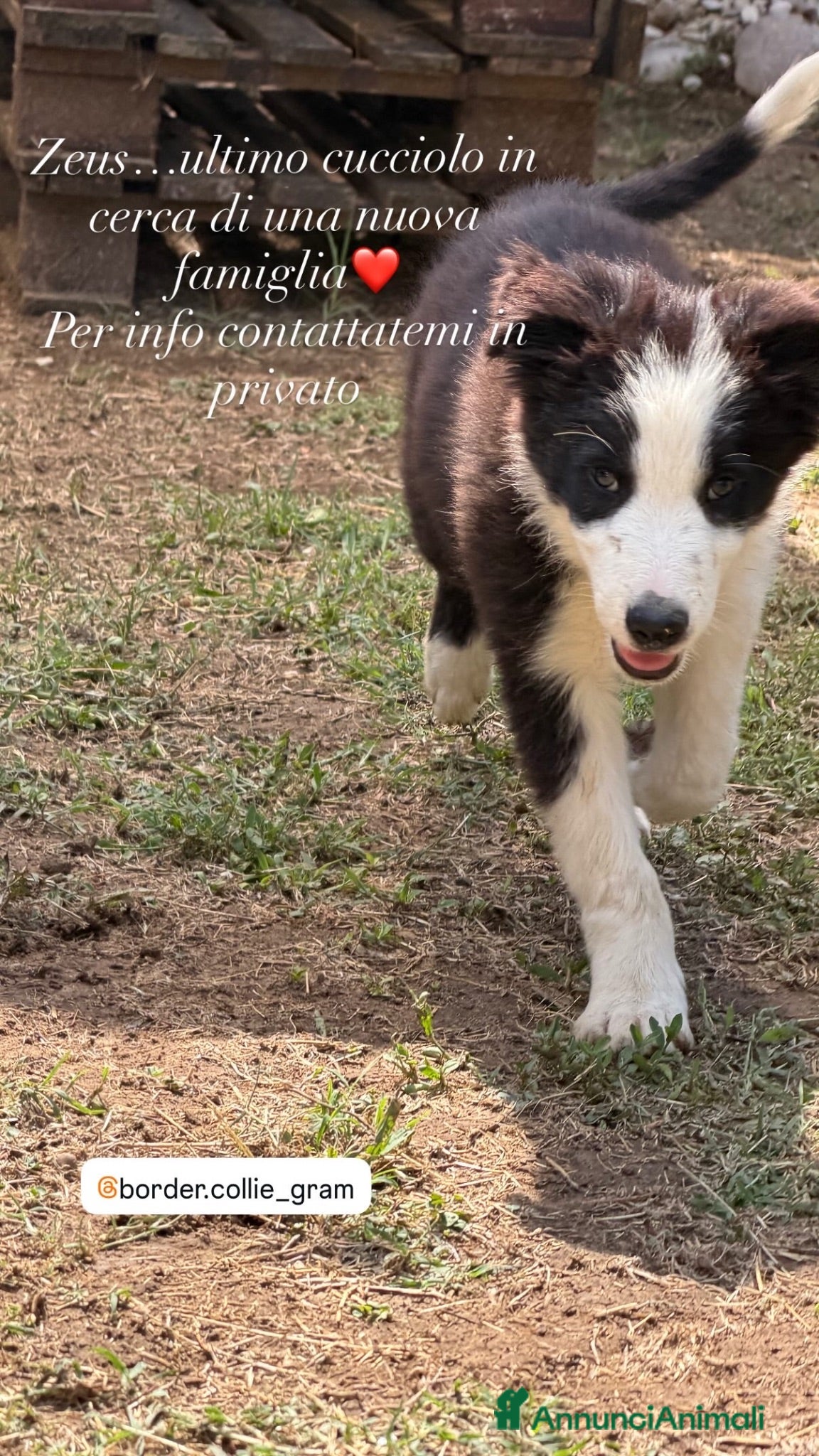 Border Collie cani Cucciolo di Border Collie - Annuncio 2