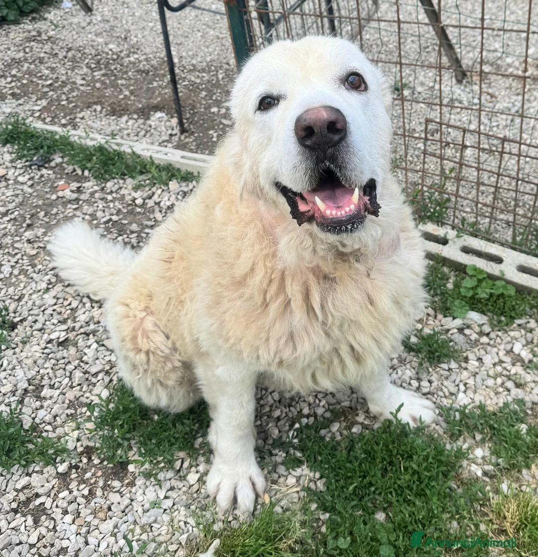 Pastore Maremmano cani in regalo: Beethoven 4 anni Taglia gigante  - Annuncio 5