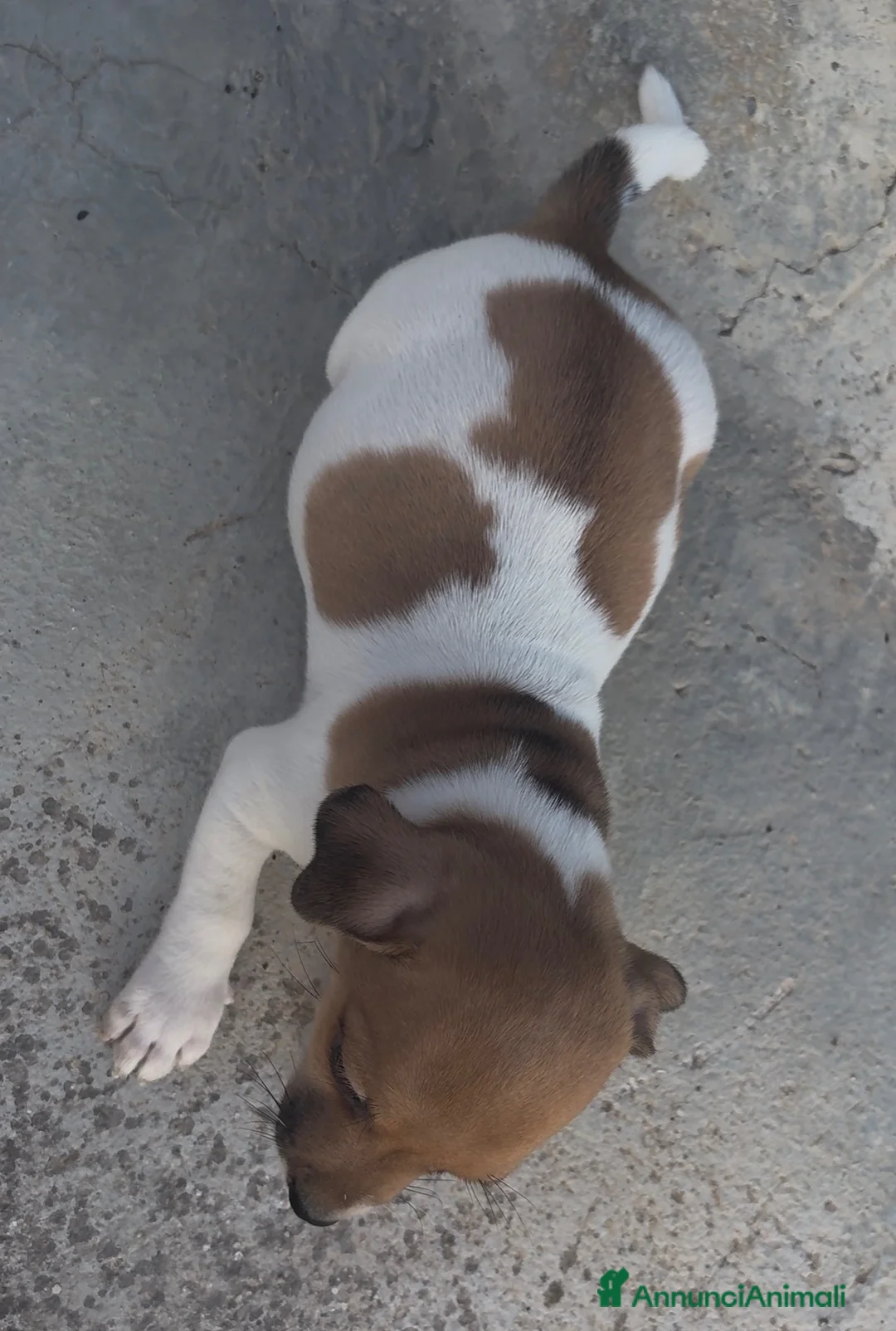 Jack Russell cani in vendita: Splendidi cuccioli di Jack Rusell - Annuncio 10