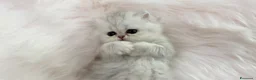 Persiano gatti in vendita: Persiani Chinchilla a Provincia di Ferrara - Annuncio 8