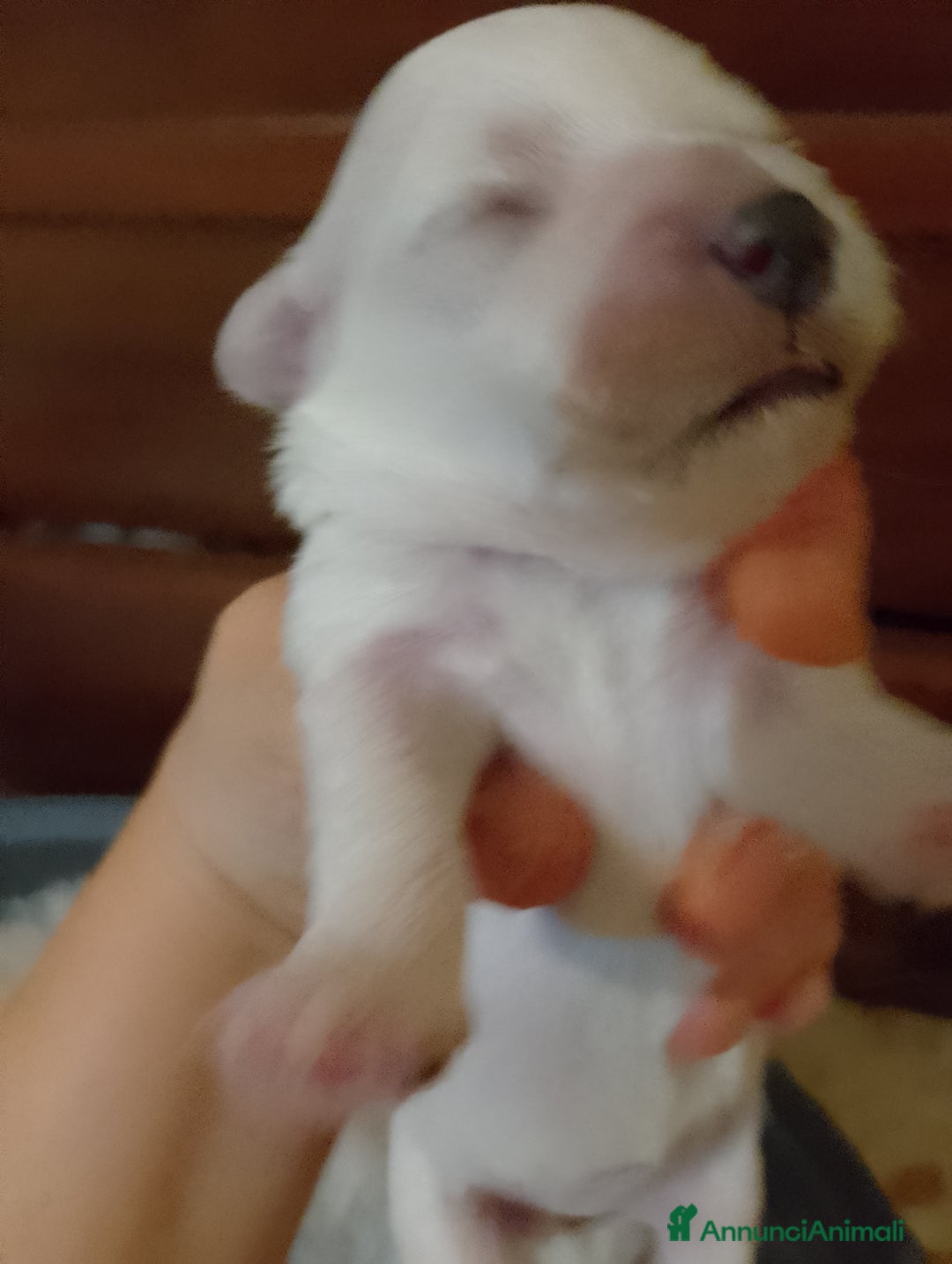 Meticcio cani in vendita: Maltipoo  - Annuncio 1