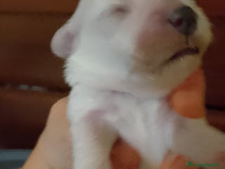 Meticcio cani Maltipoo - Annuncio 1